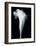 Arum Lily IV-Bruce Rae-Framed Giclee Print