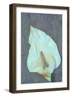 Arum Lily-Den Reader-Framed Photographic Print