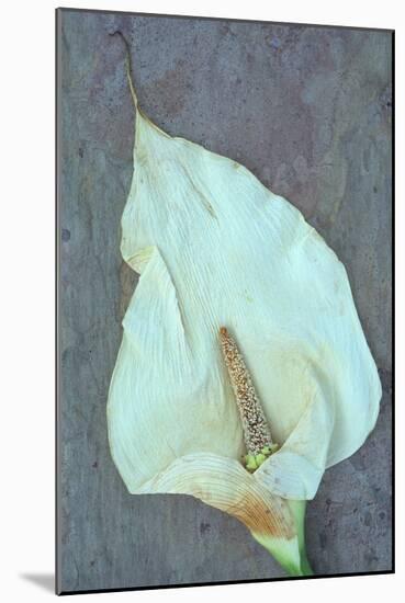 Arum Lily-Den Reader-Mounted Photographic Print