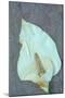 Arum Lily-Den Reader-Mounted Photographic Print