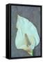 Arum Lily-Den Reader-Framed Stretched Canvas