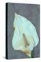 Arum Lily-Den Reader-Stretched Canvas