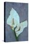 Arum Lily-Den Reader-Stretched Canvas