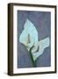 Arum Lily-Den Reader-Framed Photographic Print