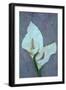 Arum Lily-Den Reader-Framed Photographic Print