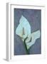 Arum Lily-Den Reader-Framed Photographic Print