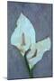 Arum Lily-Den Reader-Mounted Photographic Print