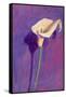 Arum Lily-Sara Hayward-Framed Stretched Canvas