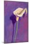 Arum Lily-Sara Hayward-Mounted Giclee Print