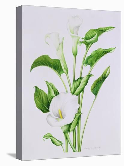 Arum lily-Sally Crosthwaite-Stretched Canvas