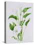 Arum lily-Sally Crosthwaite-Stretched Canvas