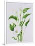 Arum lily-Sally Crosthwaite-Framed Giclee Print