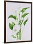 Arum lily-Sally Crosthwaite-Framed Giclee Print