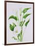 Arum lily-Sally Crosthwaite-Framed Giclee Print