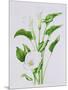 Arum lily-Sally Crosthwaite-Mounted Giclee Print