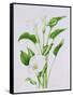 Arum lily-Sally Crosthwaite-Framed Stretched Canvas