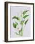 Arum lily-Sally Crosthwaite-Framed Giclee Print