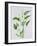 Arum lily-Sally Crosthwaite-Framed Giclee Print