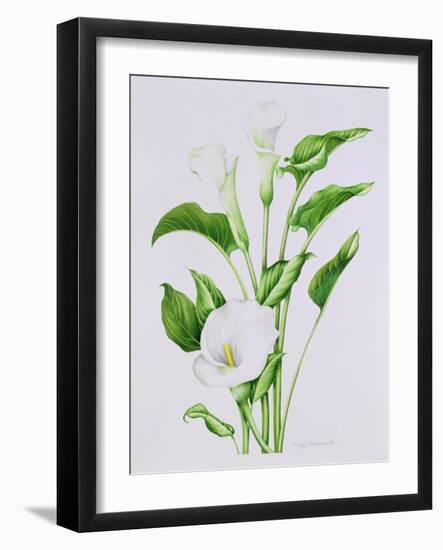 Arum lily-Sally Crosthwaite-Framed Giclee Print