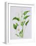 Arum lily-Sally Crosthwaite-Framed Giclee Print