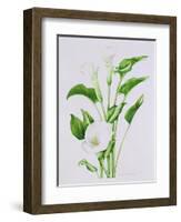 Arum lily-Sally Crosthwaite-Framed Premium Giclee Print