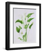 Arum lily-Sally Crosthwaite-Framed Premium Giclee Print