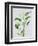 Arum lily-Sally Crosthwaite-Framed Premium Giclee Print