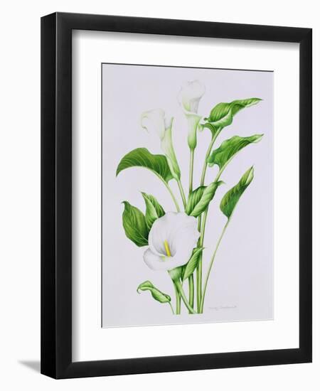 Arum lily-Sally Crosthwaite-Framed Premium Giclee Print