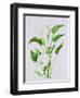 Arum lily-Sally Crosthwaite-Framed Premium Giclee Print