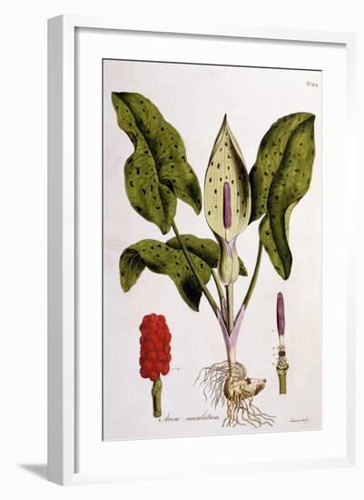 Arum Maculatum, Plate 114 from 'Flora Londiniensis' by William Curtis, Published 1775-null-Framed Giclee Print