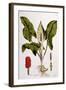 Arum Maculatum, Plate 114 from 'Flora Londiniensis' by William Curtis, Published 1775-null-Framed Giclee Print