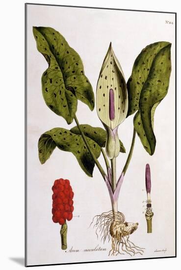 Arum Maculatum, Plate 114 from 'Flora Londiniensis' by William Curtis, Published 1775-null-Mounted Giclee Print