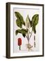 Arum Maculatum, Plate 114 from 'Flora Londiniensis' by William Curtis, Published 1775-null-Framed Giclee Print