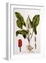 Arum Maculatum, Plate 114 from 'Flora Londiniensis' by William Curtis, Published 1775-null-Framed Giclee Print