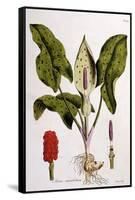 Arum Maculatum, Plate 114 from 'Flora Londiniensis' by William Curtis, Published 1775-null-Framed Stretched Canvas