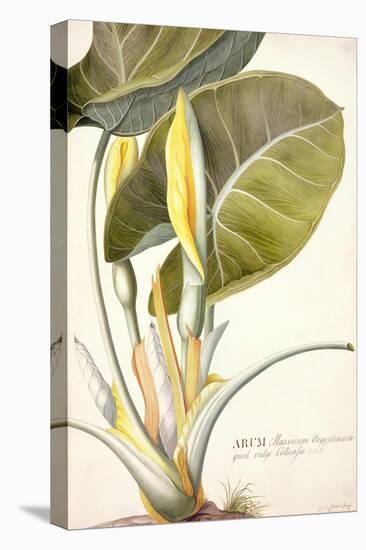 Arum Maximum Aegyptiacum, C.1740-45-Georg Dionysius Ehret-Stretched Canvas