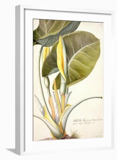 Arum Maximum Aegyptiacum, C.1740-45-Georg Dionysius Ehret-Framed Giclee Print