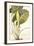 Arum Maximum Aegyptiacum, C.1740-45-Georg Dionysius Ehret-Framed Giclee Print