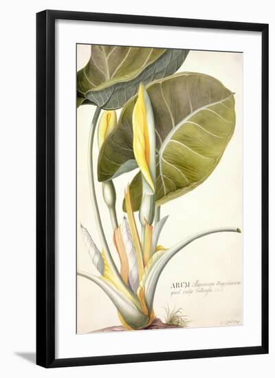 Arum Maximum Aegyptiacum, C.1740-45-Georg Dionysius Ehret-Framed Giclee Print