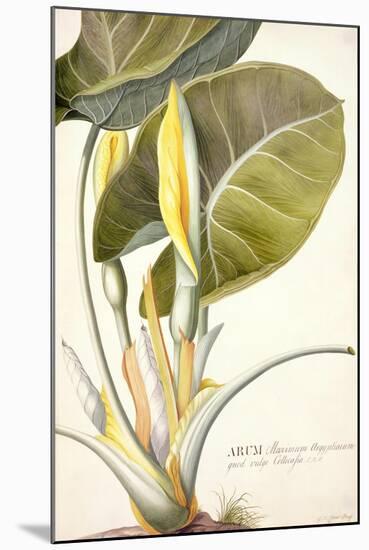 Arum Maximum Aegyptiacum, C.1740-45-Georg Dionysius Ehret-Mounted Giclee Print