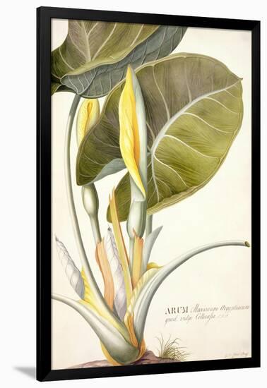 Arum Maximum Aegyptiacum, C.1740-45-Georg Dionysius Ehret-Framed Giclee Print