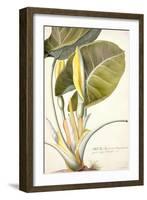 Arum Maximum Aegyptiacum, C.1740-45-Georg Dionysius Ehret-Framed Premium Giclee Print