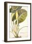 Arum Maximum Aegyptiacum, C.1740-45-Georg Dionysius Ehret-Framed Premium Giclee Print