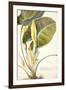 Arum Maximum Aegyptiacum, C.1740-45-Georg Dionysius Ehret-Framed Giclee Print