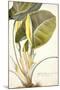 Arum Maximum Aegyptiacum, C.1740-45-Georg Dionysius Ehret-Mounted Giclee Print