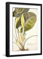 Arum Maximum Aegyptiacum, C.1740-45-Georg Dionysius Ehret-Framed Giclee Print