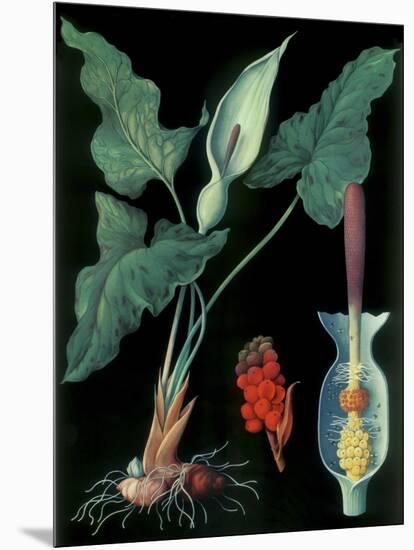 Arum-null-Mounted Giclee Print