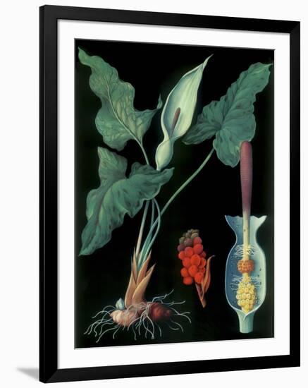 Arum-null-Framed Giclee Print