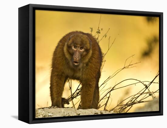 Arunachal Macaque (Macaca Munzala) Tawang, Arunachal Pradesh, India. Endangered Species-Sandesh Kadur-Framed Stretched Canvas