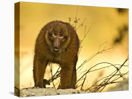 Arunachal Macaque (Macaca Munzala) Tawang, Arunachal Pradesh, India. Endangered Species-Sandesh Kadur-Stretched Canvas